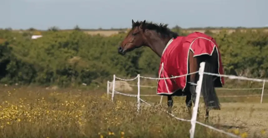 Best-Blankets-for-Horses