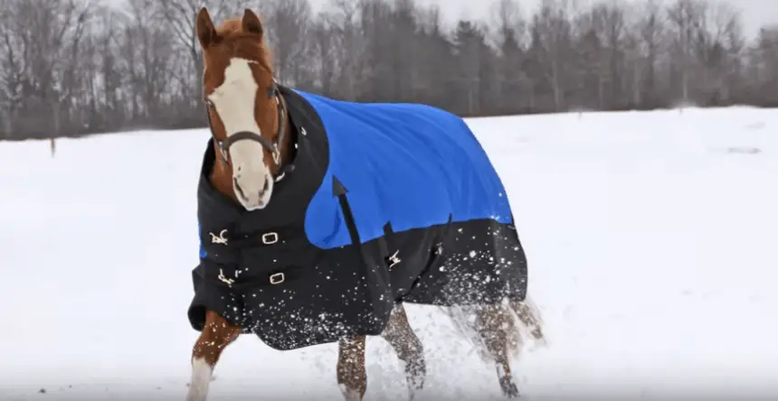 Best-Horse-Blankets