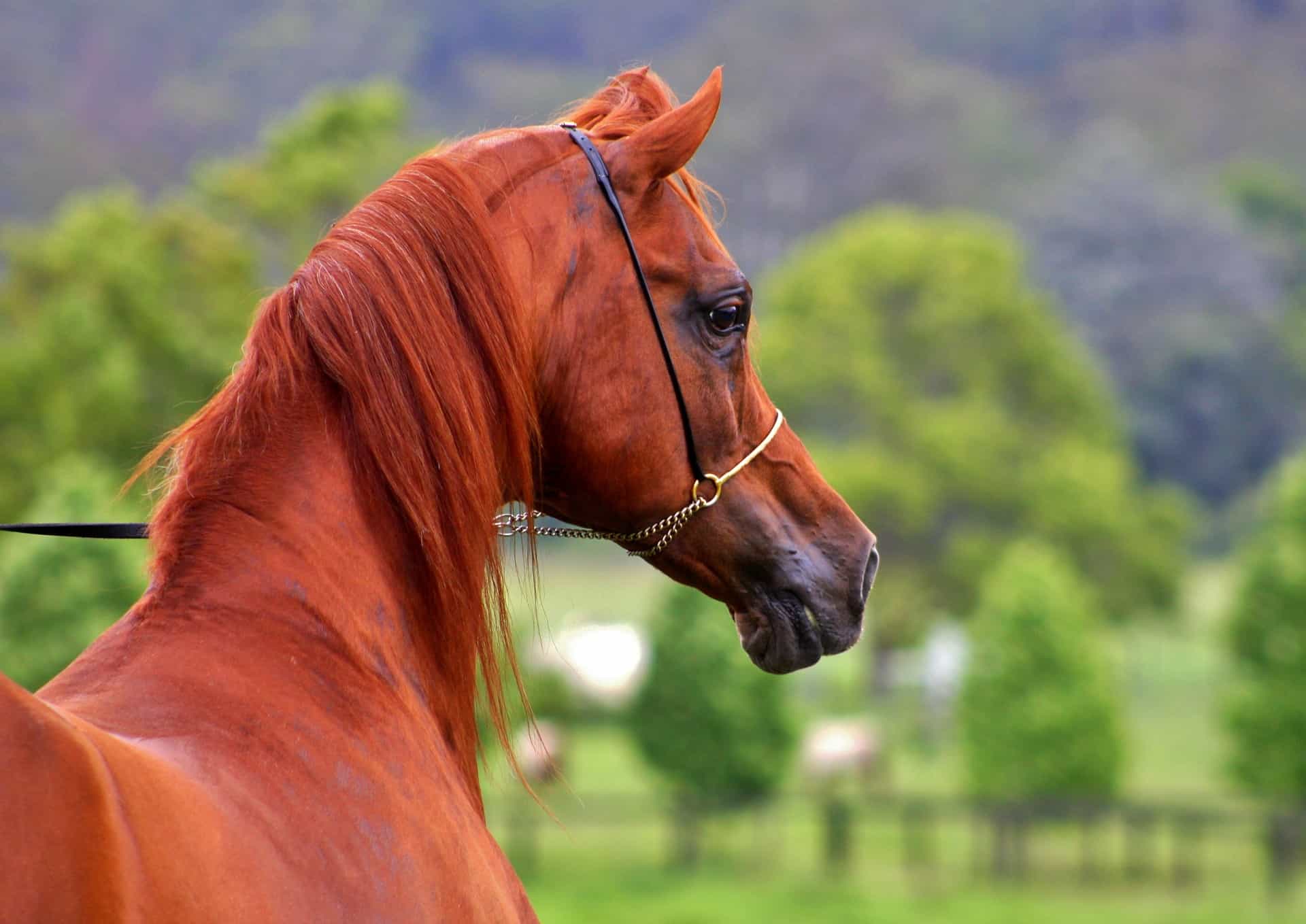 Arabian-Horses-Facts