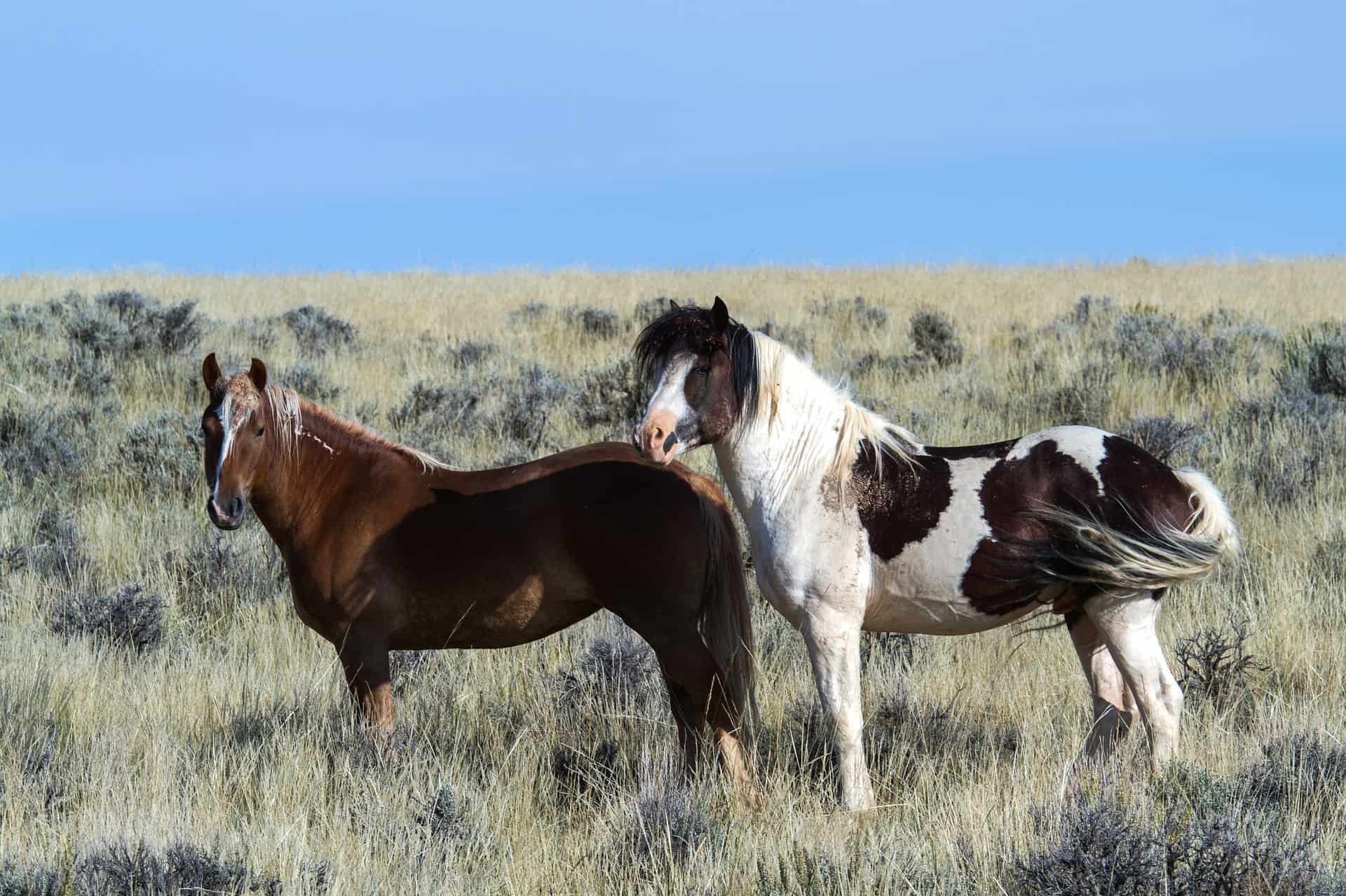 American-quarter-horses