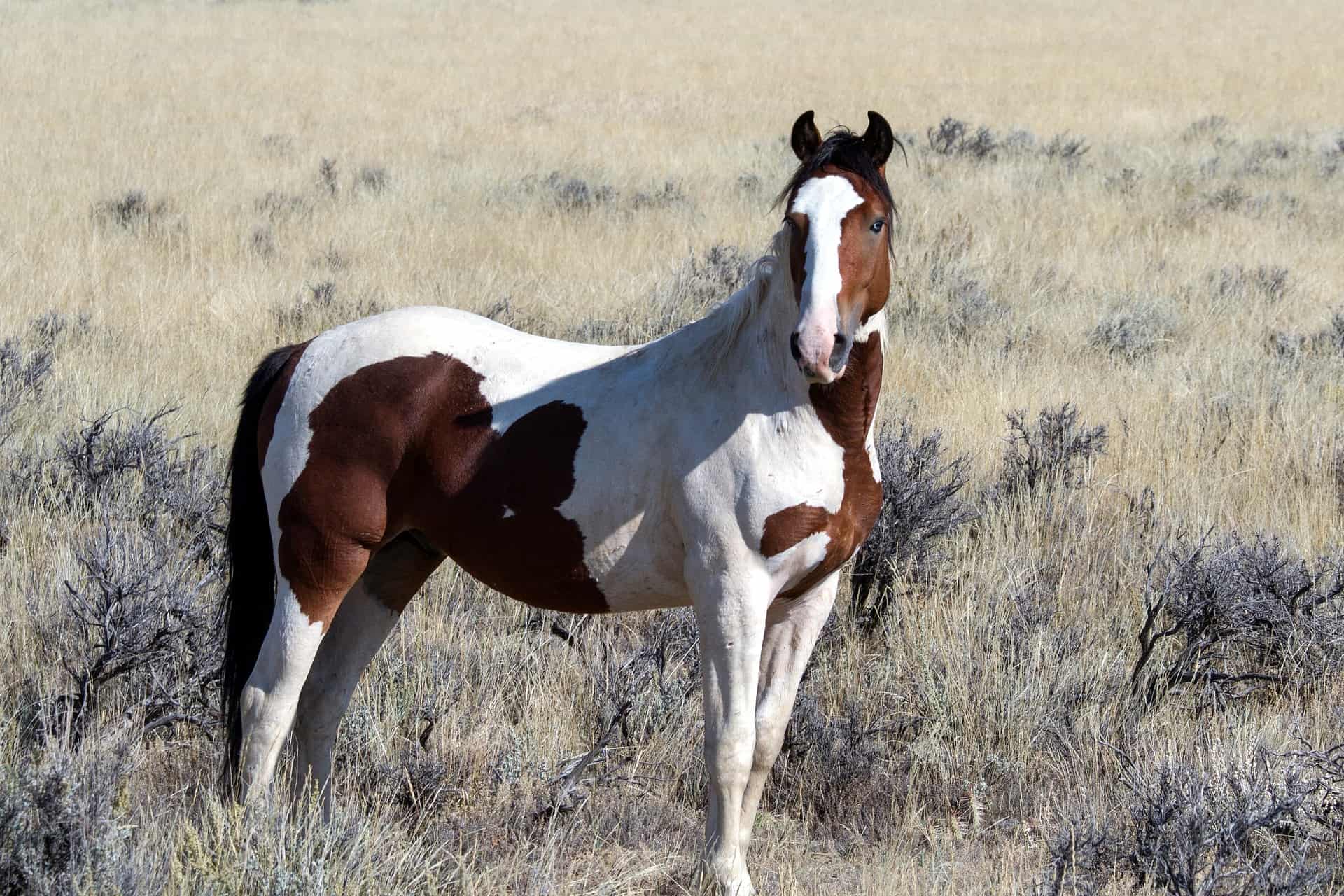 American Quarter Horse Lifespan: How Long Do These Beautiful Horses Live?