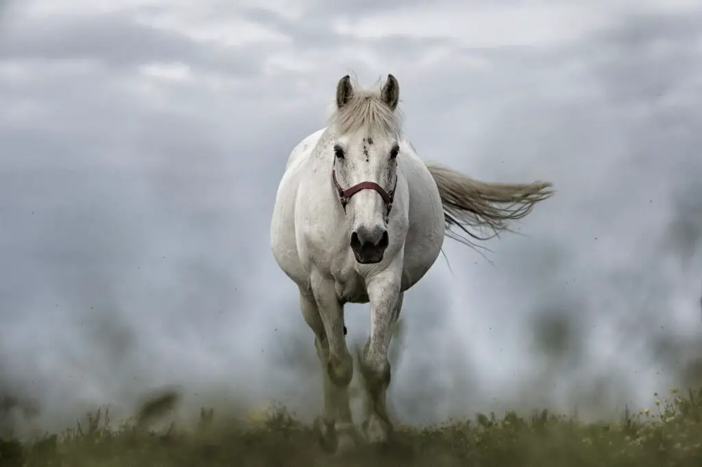 white-horse-1136093_1920-1024x682