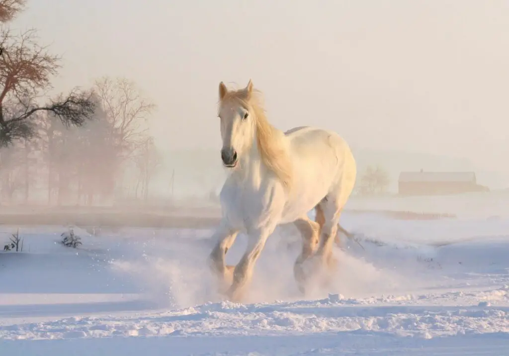 white-horse-3010129_1920-1024x716
