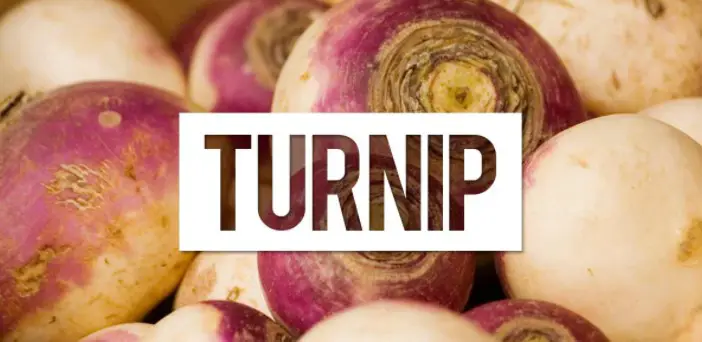 Amazing Facts About Turnips