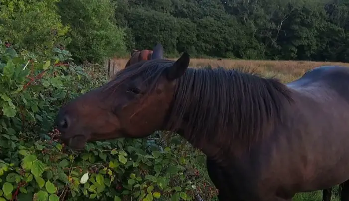 Can Horses Eat Blackberries