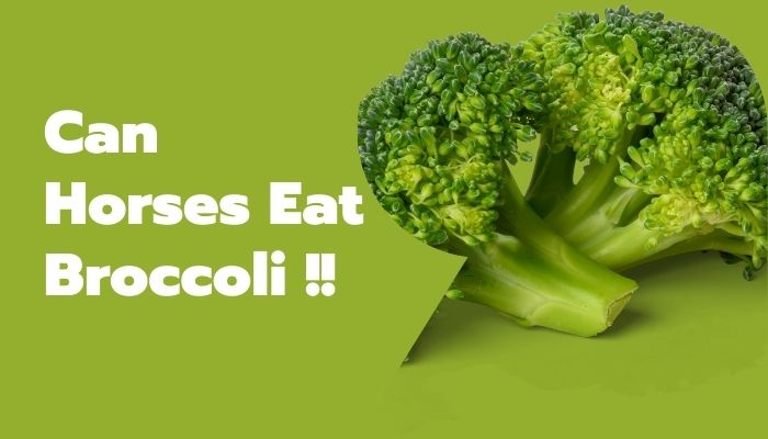 Can Horses Eat Broccoli