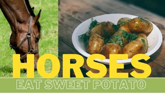 Can Horses Eat Sweet Potatoes