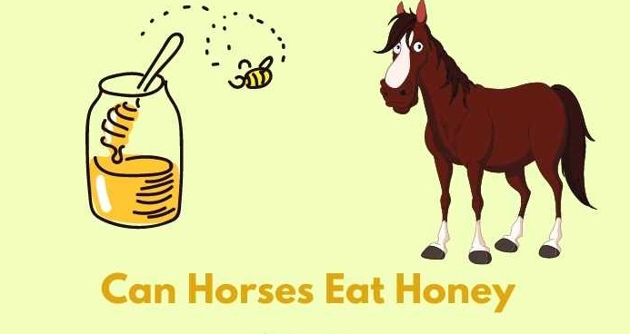 Can Horses eat honey