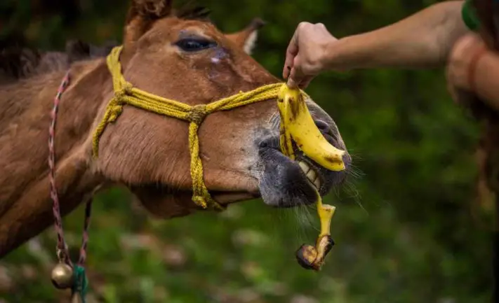 Can horses eat banana peels