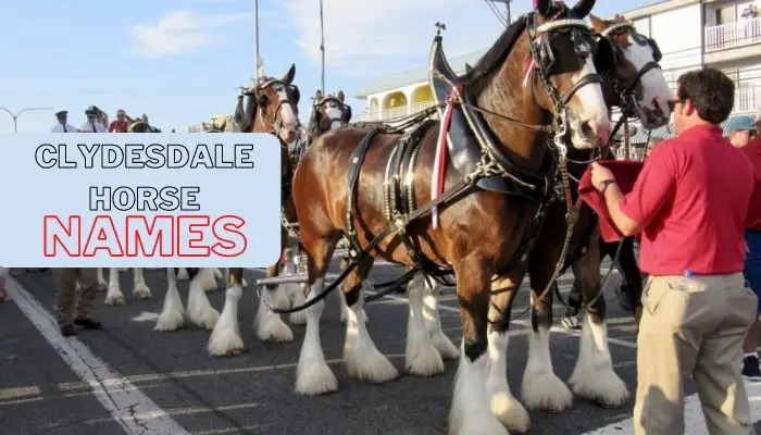 Clydesdale Horse Names