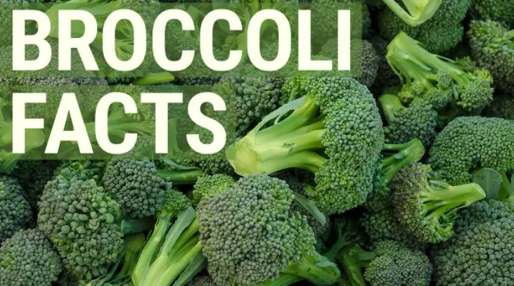 Facts about Broccoli