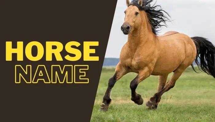 How To Choose The Right Horse Names
