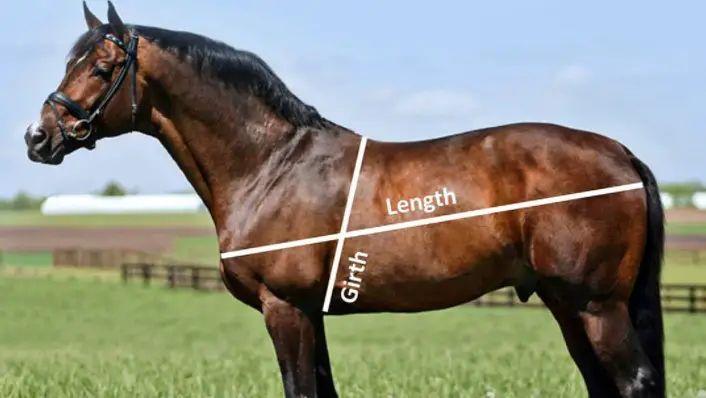 How to Weight Horses