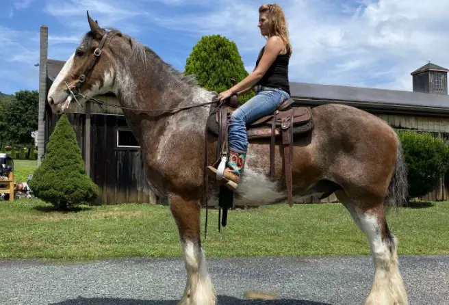 Why You Should Ride A Clydesdale Horse