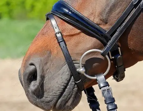 About Bridle