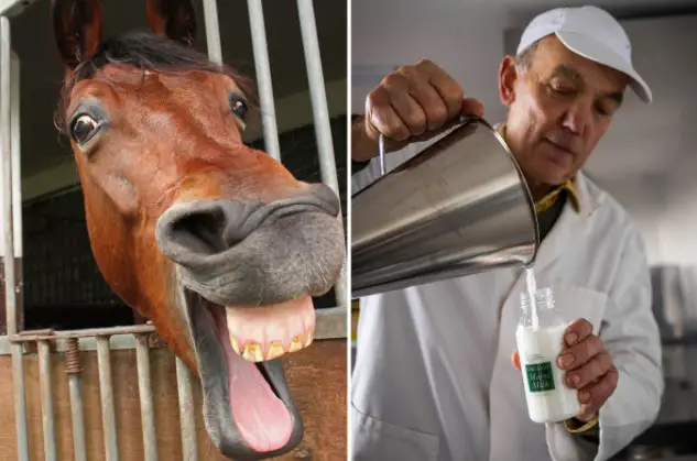 Benefits of horse milk