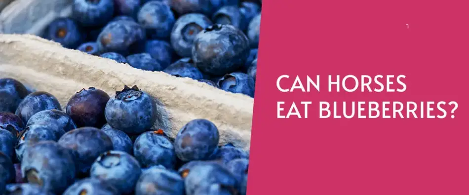Can Horse Eat Blueberries