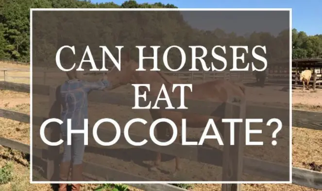 Can Horses Eat Chocolate