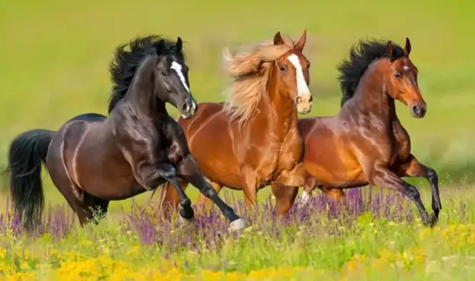 Common Names for Groups of Horses