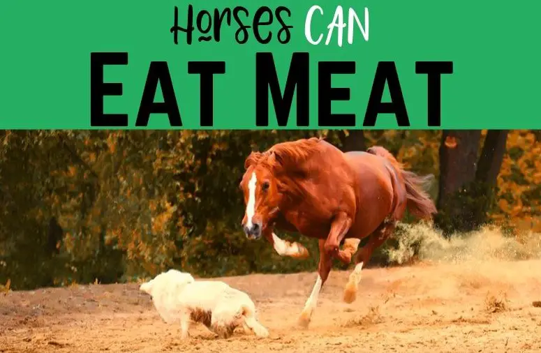 Dangers of Meat-eating Horse's