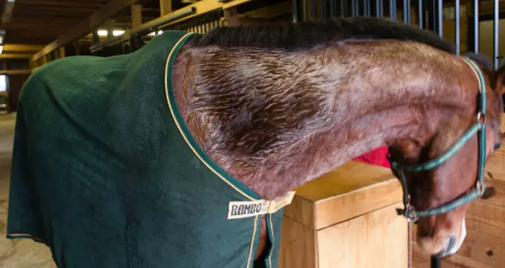 Do I Need To Monitor My Horse’s Sweating
