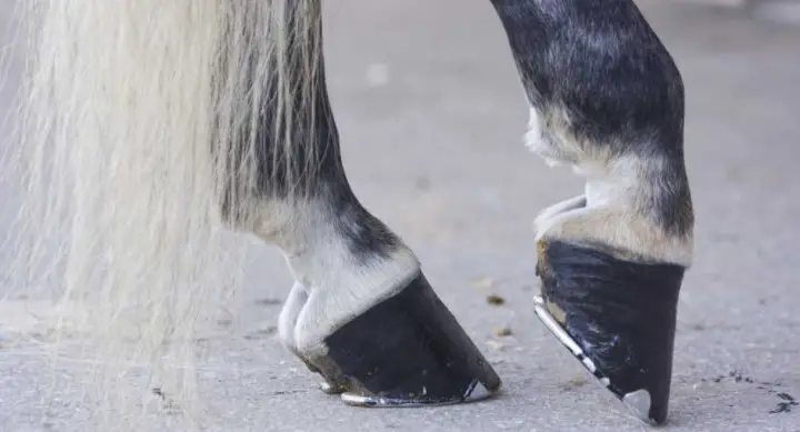 Factors That Affect The Growth Of Horses' Hooves