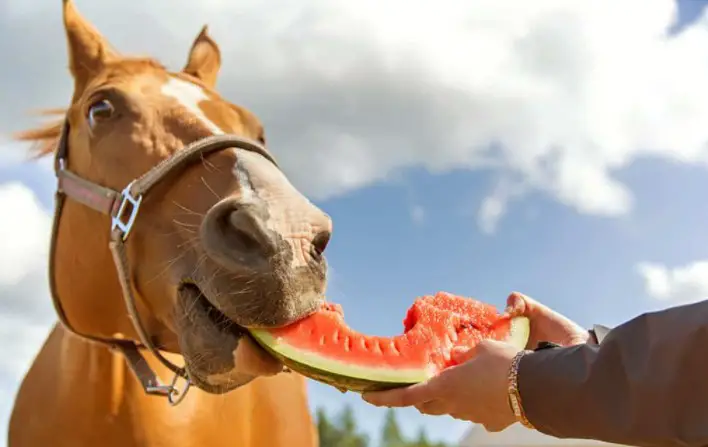 Fruits Are Safe for Your Horse