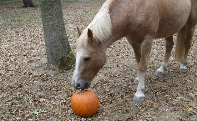 Horses Can Eat Pumpkins