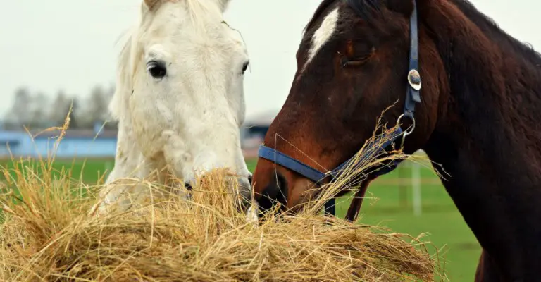 Horses' Dietary Needs