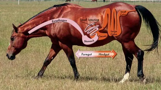 Horses' Digestive System Explained