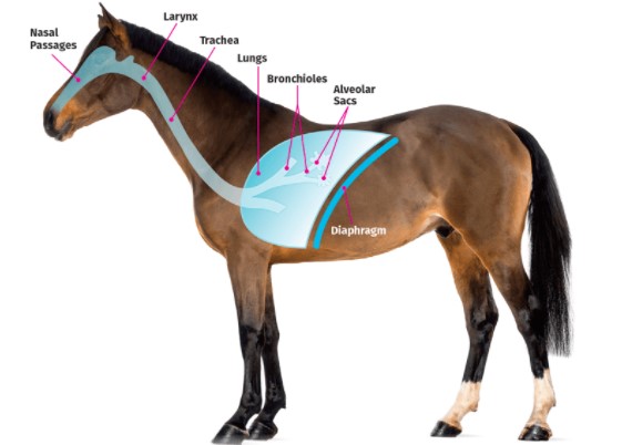 Horses’ Lung Capacity