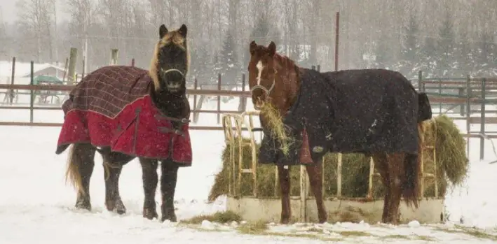 How Cold is Too Cold for Horses