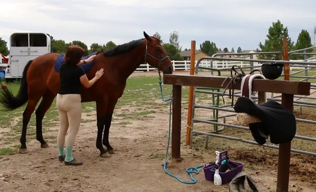 How Long Does It Take To Tack up a Horse