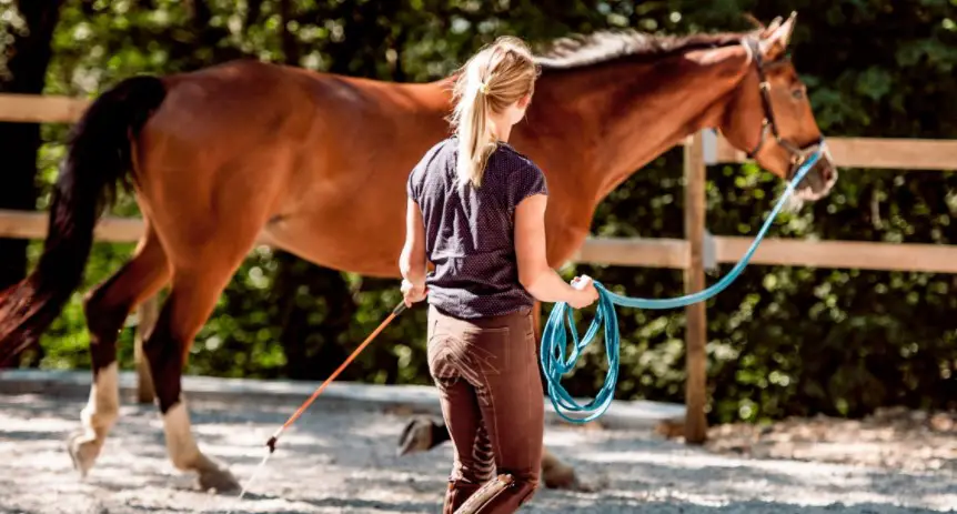 How Long Should You Lunge Your Horse
