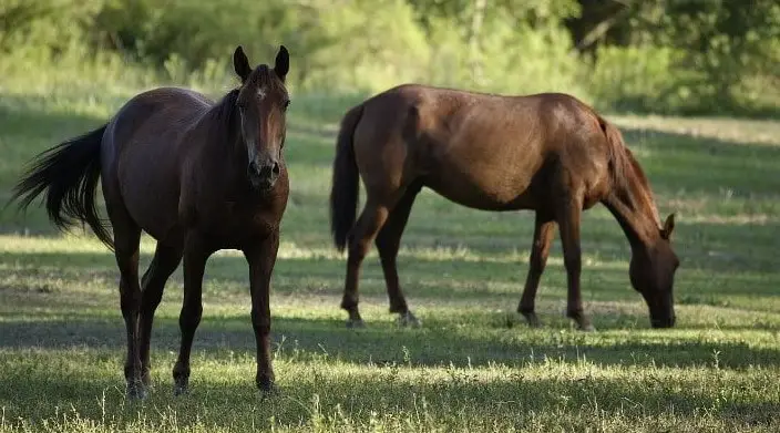 How Many Horses Should You Have Per Acre
