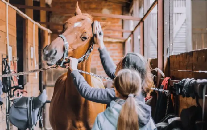 How Many Ways to Tack Up a Horse