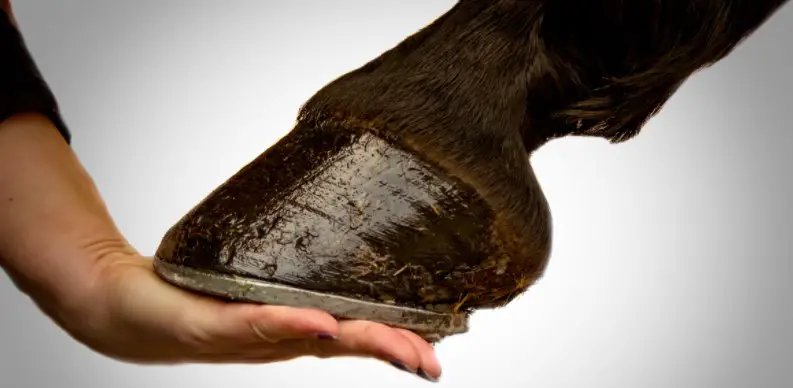 How Wild Horses Trim Their Hooves