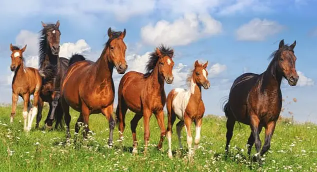 How a Group of Horses Co-exist