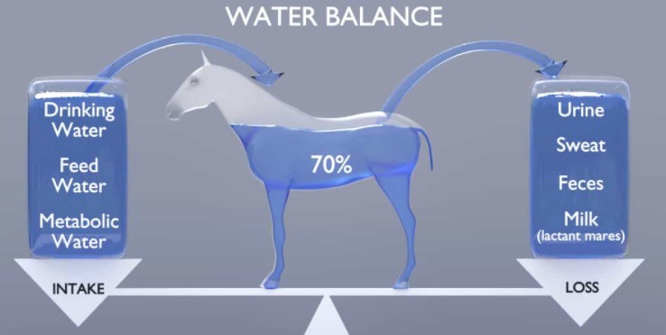 How to Ensure Your Horse Has the Right Amount of Water