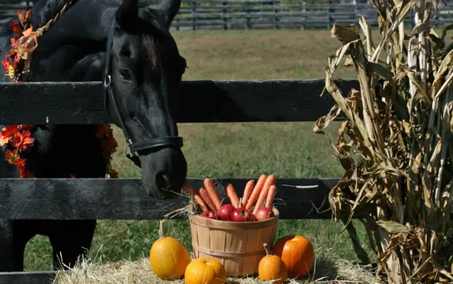 How to Feed Your Horse Pumpkin