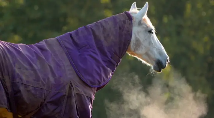 How to Know If a Horse is Cold