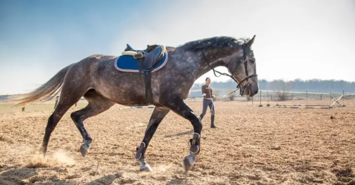 How to Lunge a Horse