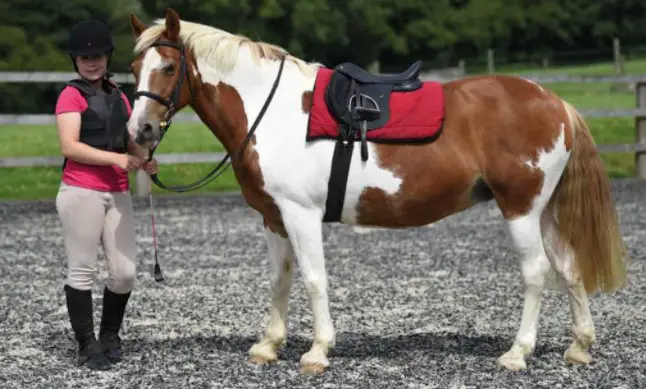 How to Tack Up a Horse