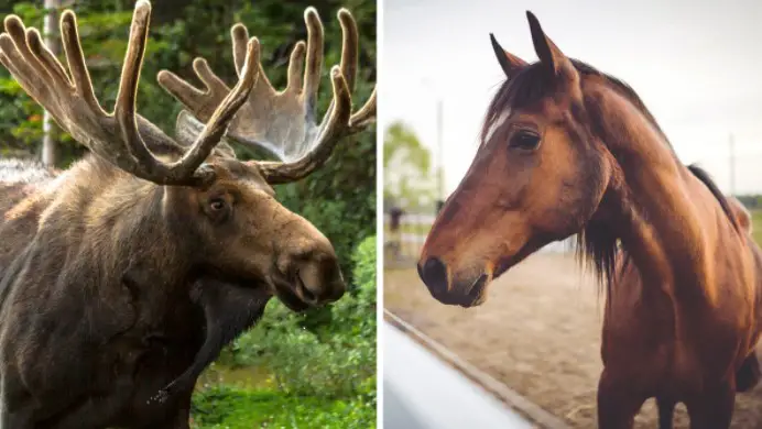 Moose vs. Horse