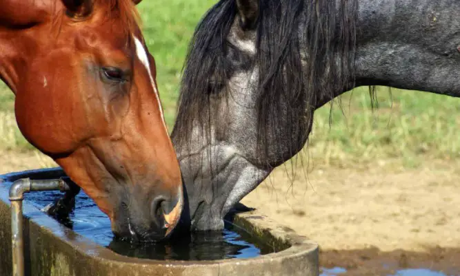 Optimize the horse's water intake