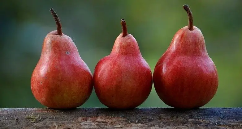 The Health Benefits of Pears for Horses