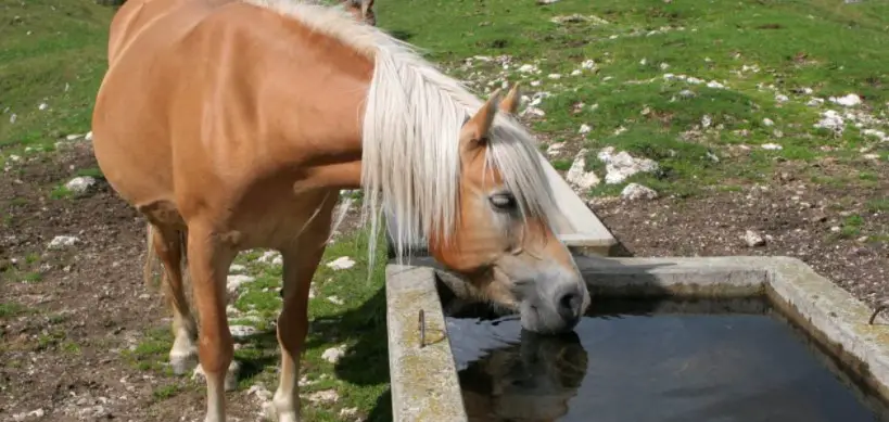 The Right Amount of Water for Your Horse