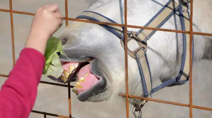 Tips for Feeding Your Horse Lettuce