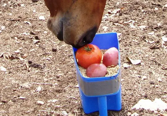 Tomatoes are Toxic to Horses