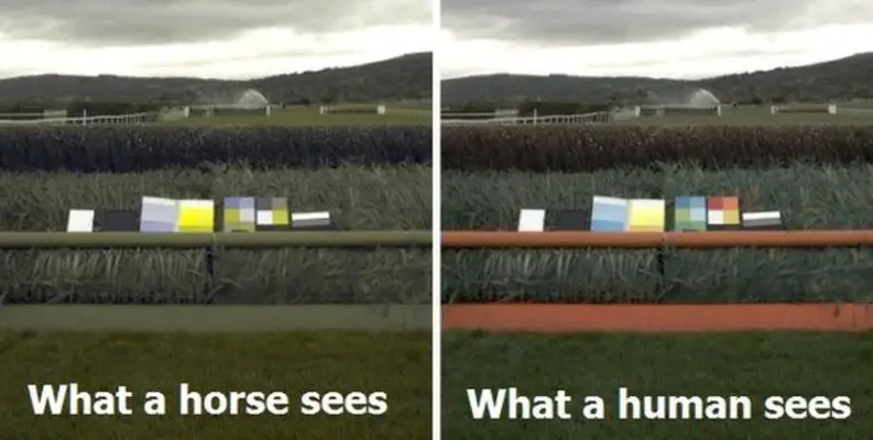 What Does A Horse's Vision Look Like